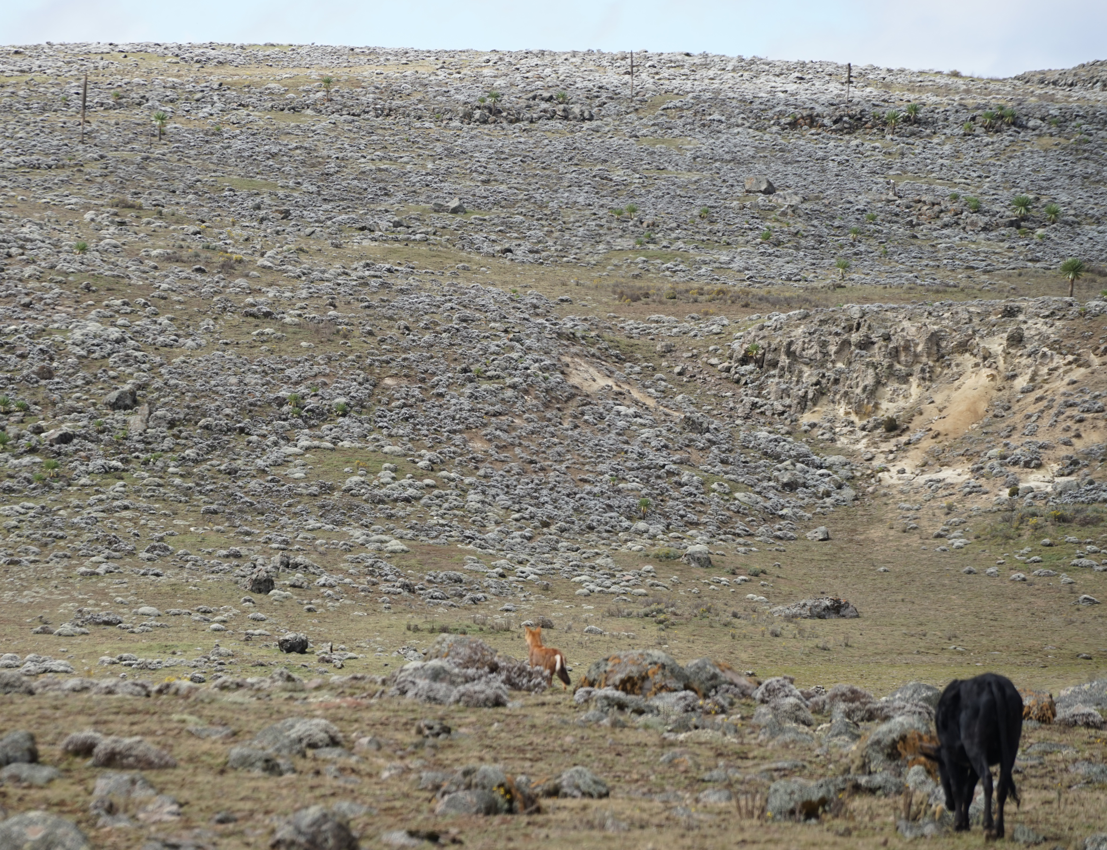 Bale Mountains